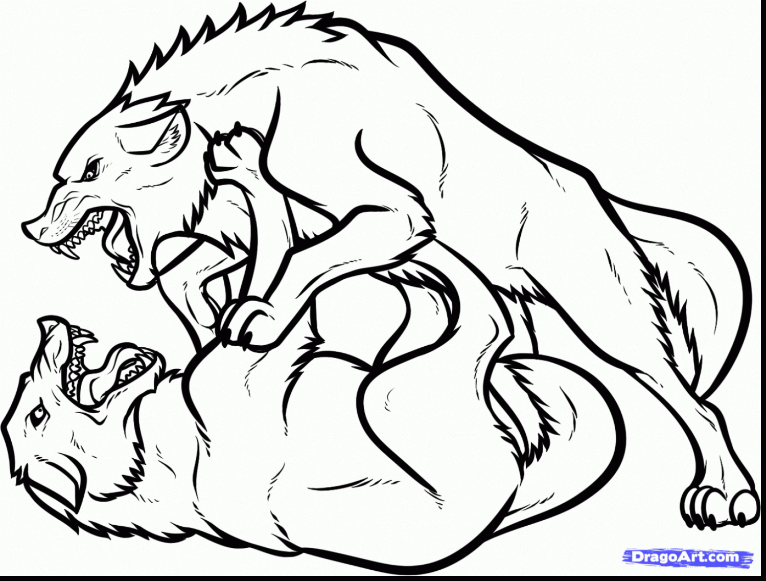 1499x1136 Spectacular Drawing Wolf Fighting Coloring Pages With Wolf