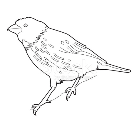 456x439 Finch Stock Photos