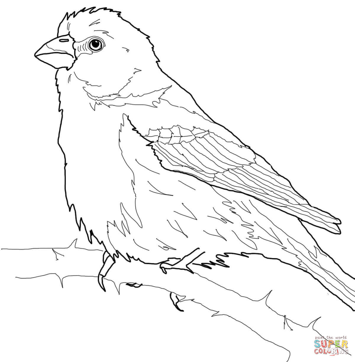1200x1224 Finches Coloring Pages Free Coloring Pages