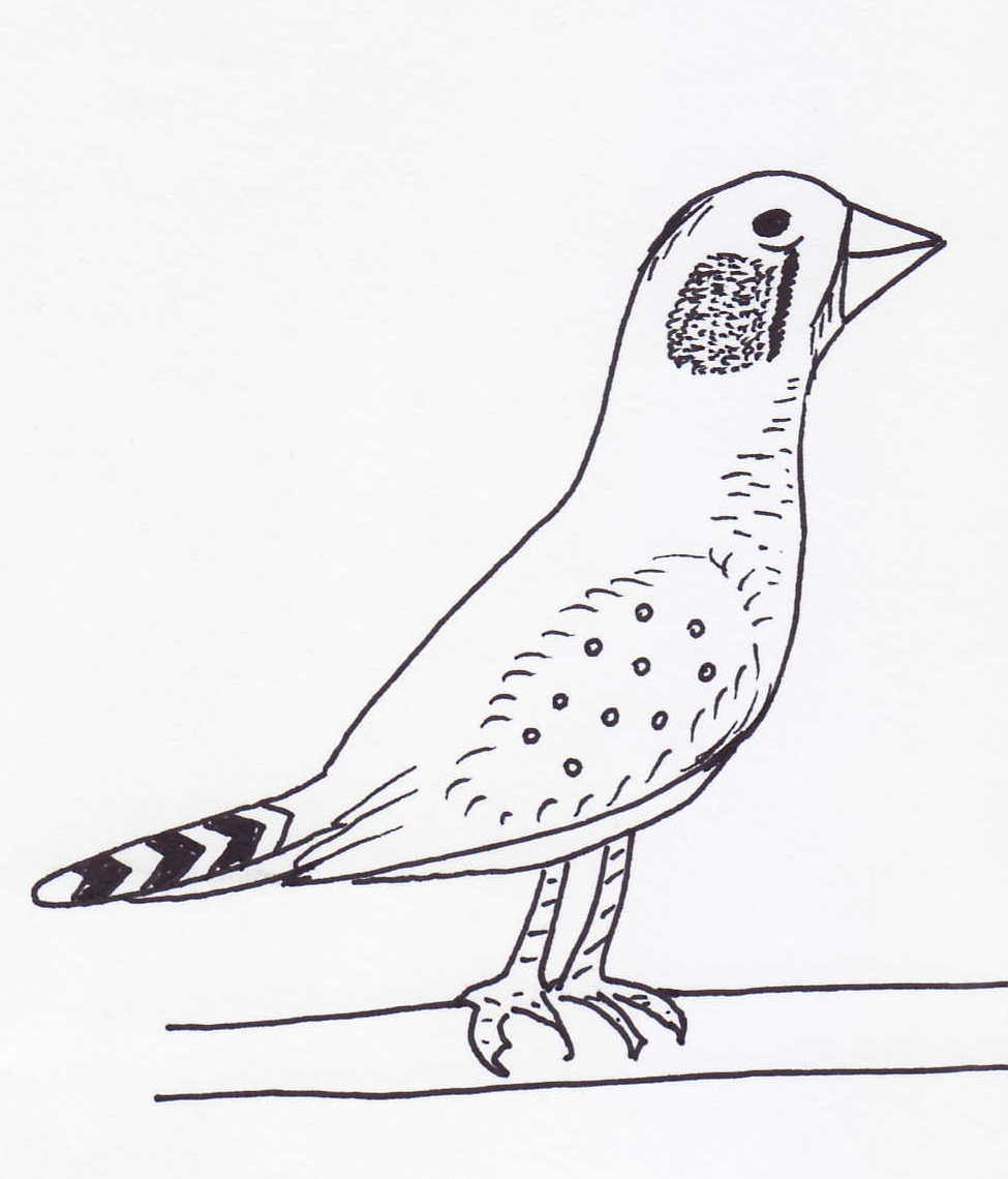 975x1140 Pets And Other Critters Society Finches