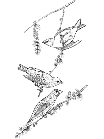 360x480 Purple Finch Birds Coloring Page Free Printable Coloring Pages