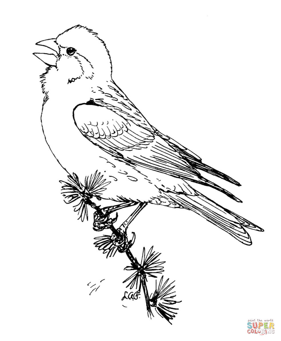 982x1192 Purple Finch Coloring Page Free Printable Coloring Pages