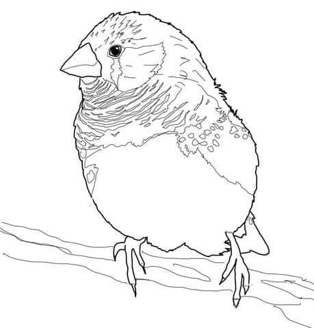 459x480 Zebra Finch Coloring Page Free Printable Coloring Pages