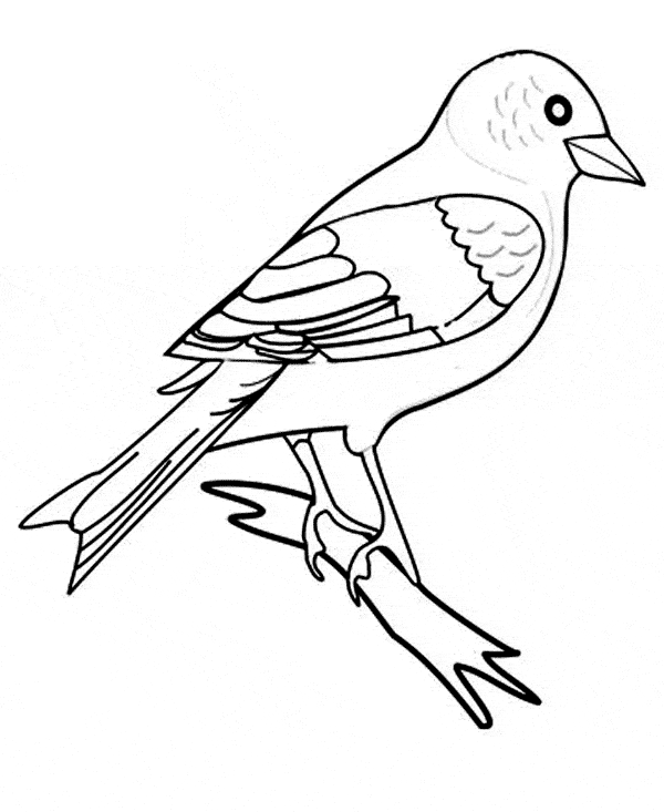 600x733 Zebra Finch Coloring Page