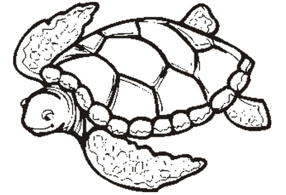 1169x800 Free Printable Turtle Coloring Pages For Adults Page Animals