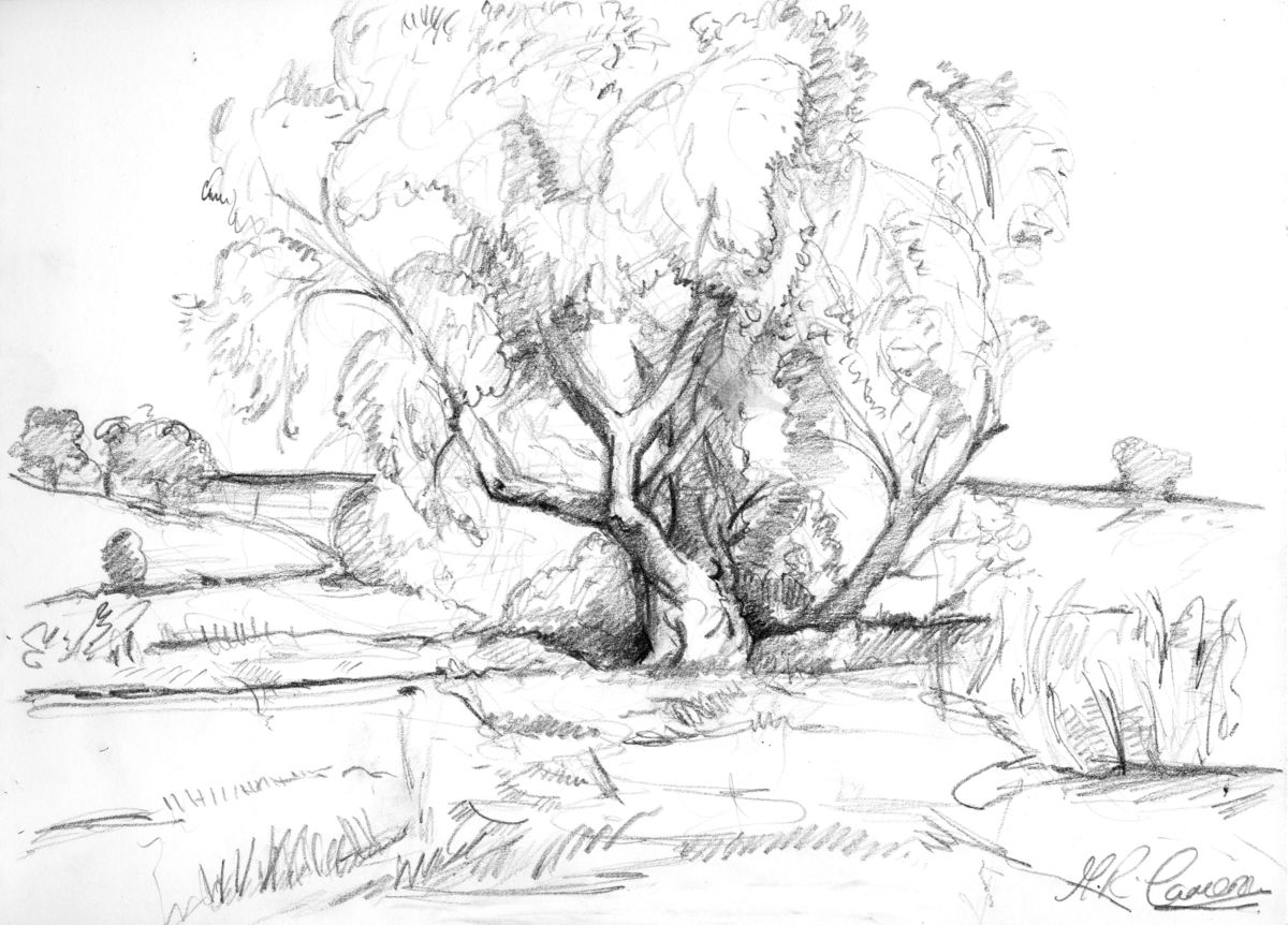 1200x862 The Old Willow Tree. (Maxine Cameron)