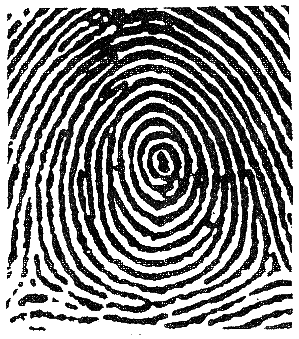 600x680 Fingerprint Analysis Principles