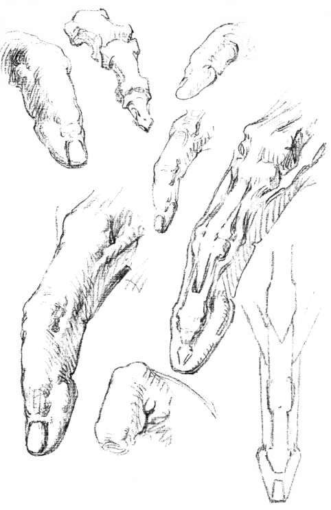 482x744 The Fingers, Anatomy, Masses, Movements, Fingers. Creases