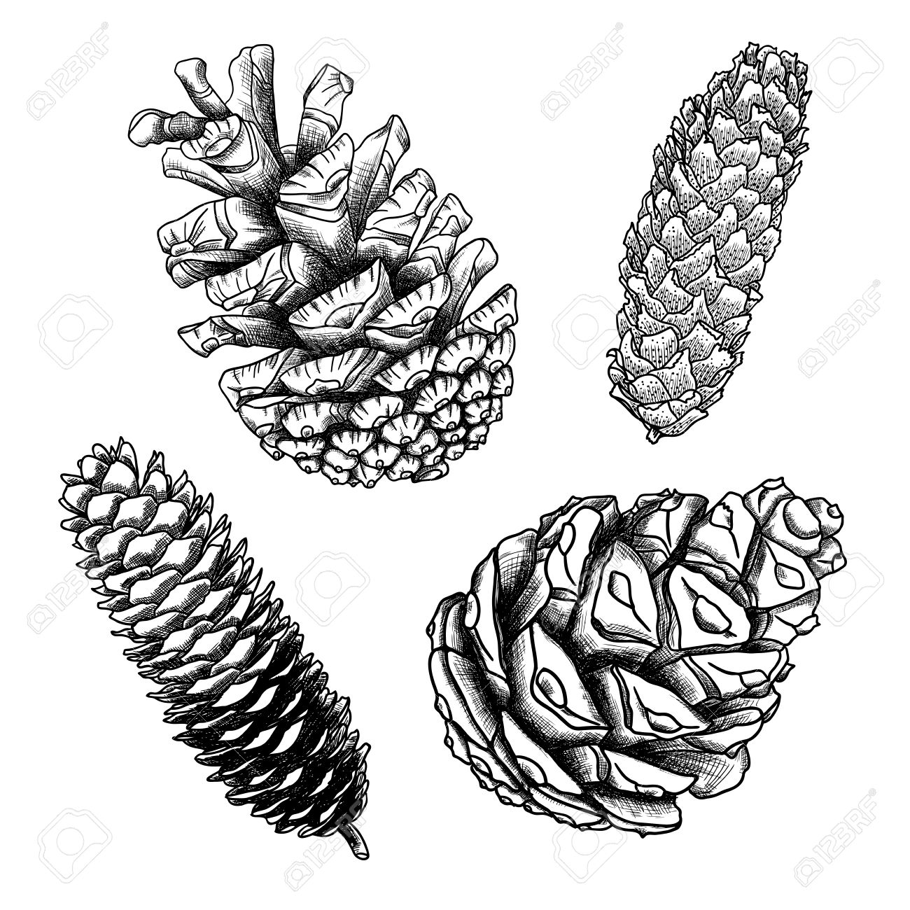 1300x1300 Set Of Sketch Hand Drawing Pine Cones On White Background