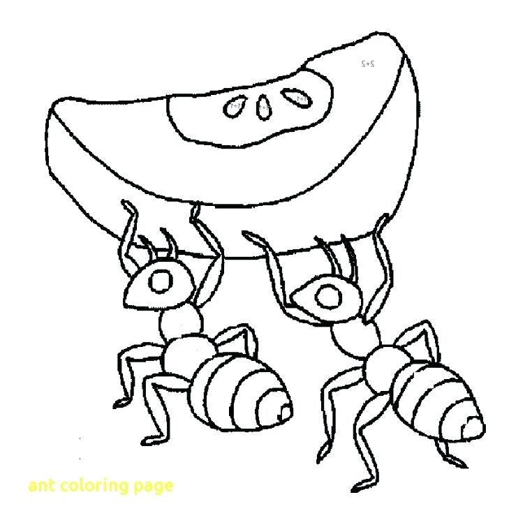 762x752 Ant Coloring Pages Cortefocal.site