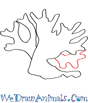 300x350 How To Draw A Fire Coral