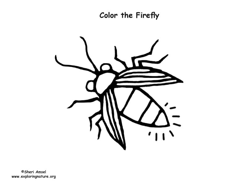 792x612 Firefly Coloring Page