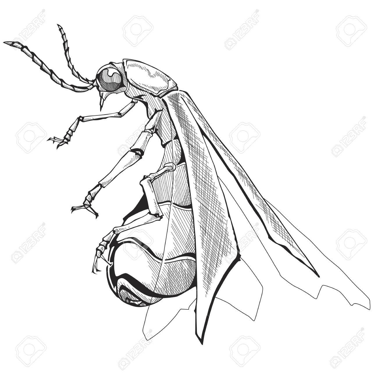 1300x1300 Illustration Of Firefly. Isolated On White Background. Royalty