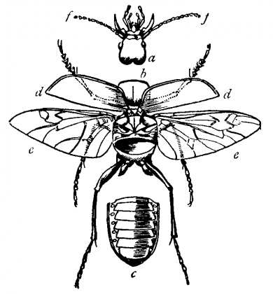 Firefly Insect Drawing at GetDrawings | Free download