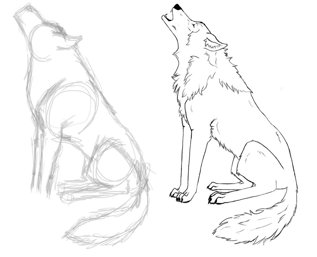 1024x829 Wolf Drawing