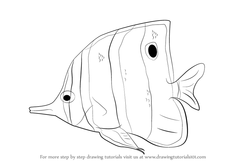 800x566 Learn How To Draw A Butterflyfish (Fishes) Step By Step Drawing