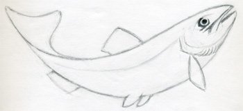 350x161 How To Draw A Fish