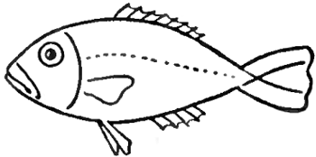 350x174 How To Draw Fish In Easy To Follow Steps Drawing Lesson