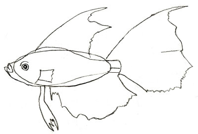 400x271 How To Draw A Fish