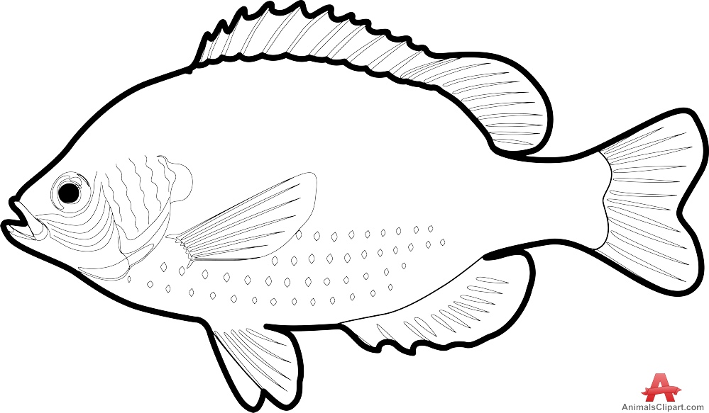 999x583 Outline Fish Drawing Contour Free Clipart Design Download