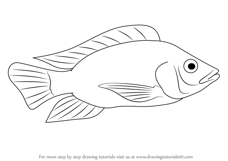 800x566 Learn How To Draw A Tilapia (Fishes) Step By Step Drawing Tutorials