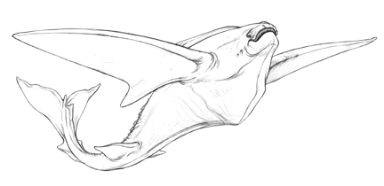 432x210 How To Draw A Flying Fish In 7 Steps