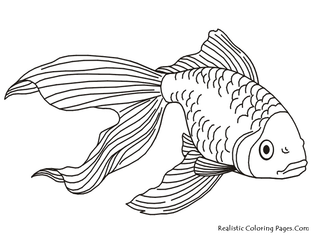 1024x768 Outline Drawing Of A Fish Best Ideas About Fish Drawings