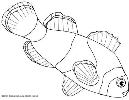 425x330 Tropical Fish