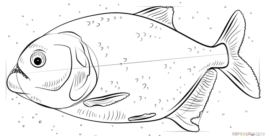 900x461 How To Draw A Piranha Step By Step Drawing Tutorials