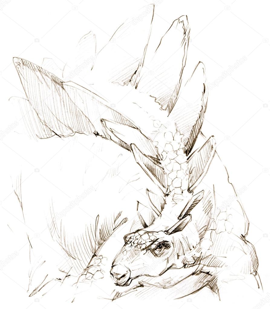 893x1023 Dinosaur. Dinosaur Drawing Pencil Sketch Stock Photo