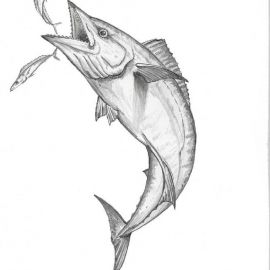 270x270 Pencils Salt Water Game Fish Paintings By
