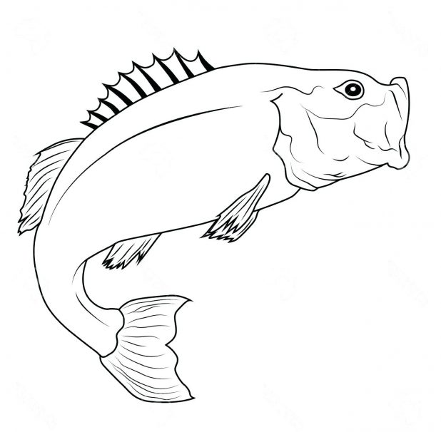 618x606 Coloring Fascinating Fish Outline Drawing. Tropical Fish Outline