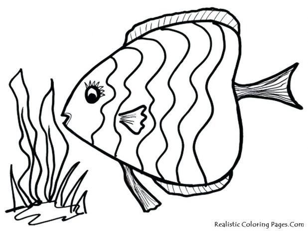 618x464 Coloring Remarkable Outline Of A Fish. Outline Images Of Starfish