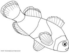 236x183 Drawn Clown Ocean Fish