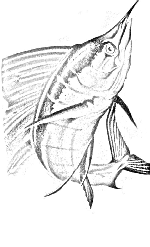 612x1002 Fish Drawing By Ricmagic200