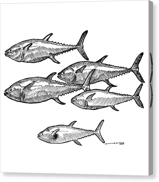 546x622 School Of Tuna Fish Drawing By Karl Addison