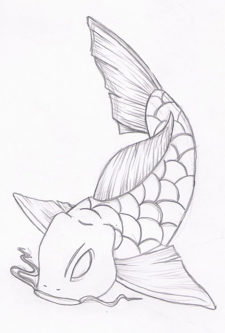 736x1089 Cat And Fish Drawing In Pencil 42 Best Pencil Drawing Koi Fish