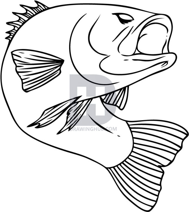 643x720 I Thought It Was Time To Do Another Drawing On A Freshwater Fish