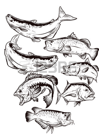332x450 Fish Drawing Stock Photos. Royalty Free Business Images