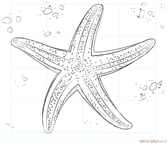 671x575 How To Draw A Starfish Step By Step Drawing Tutorials