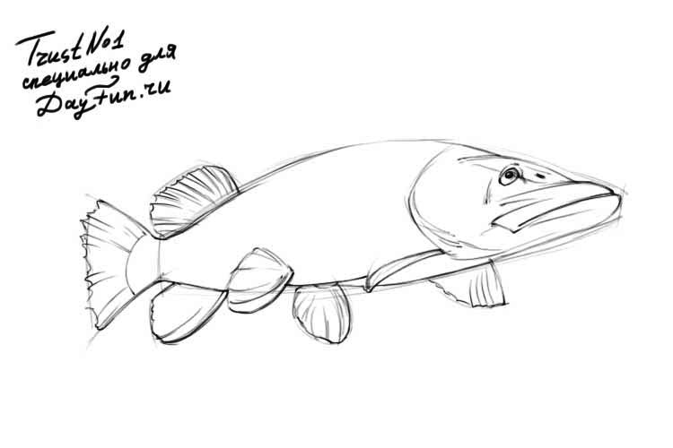 750x500 How To Draw Pike Fish Step By Step