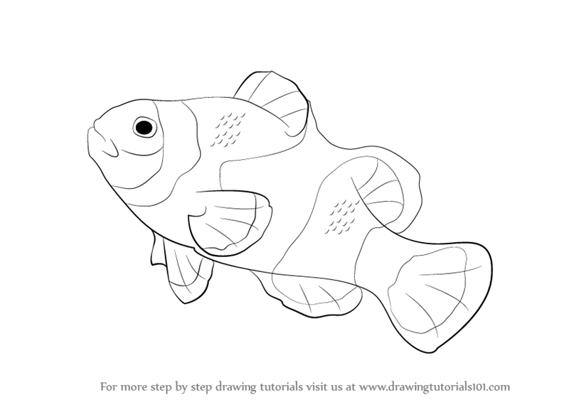 800x566 Learn How To Draw A Clownfish (Fishes) Step By Step Drawing