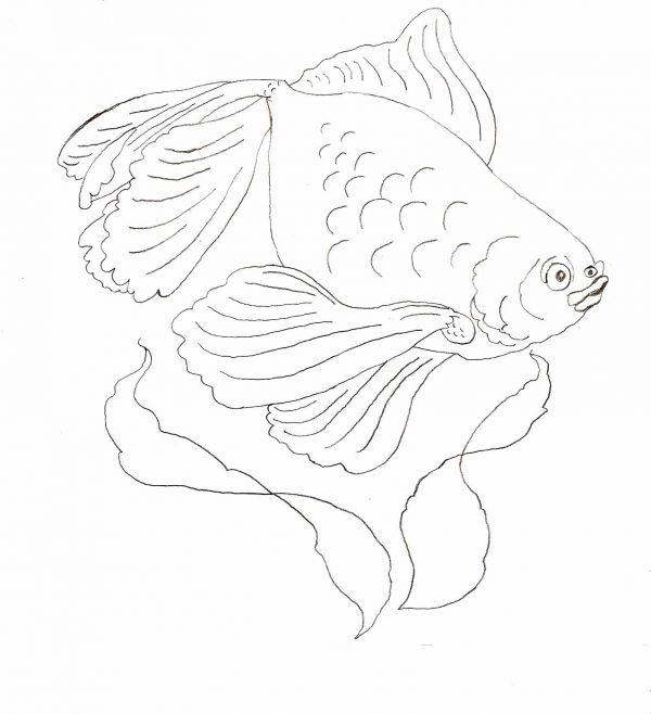 600x658 Simple Animal Drawings For Beginners