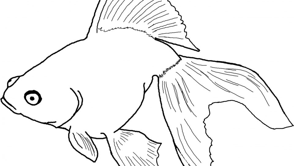 Fish Head Drawing at GetDrawings | Free download