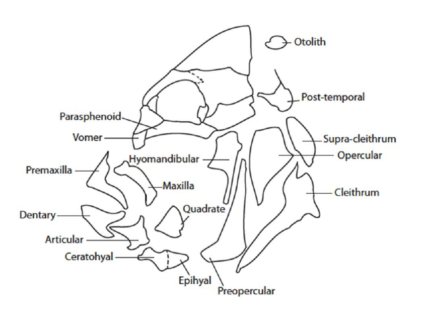 850x640 Schematic Diagram Of Fish Head Showing Skeletal Elements Isolated