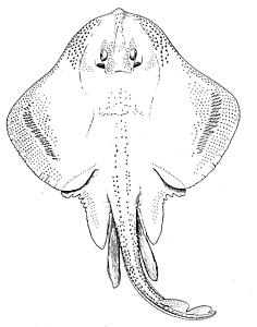 236x300 Index Of Lineart