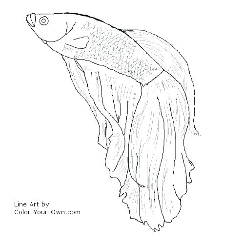 500x500 Betta Fish Coloring Page