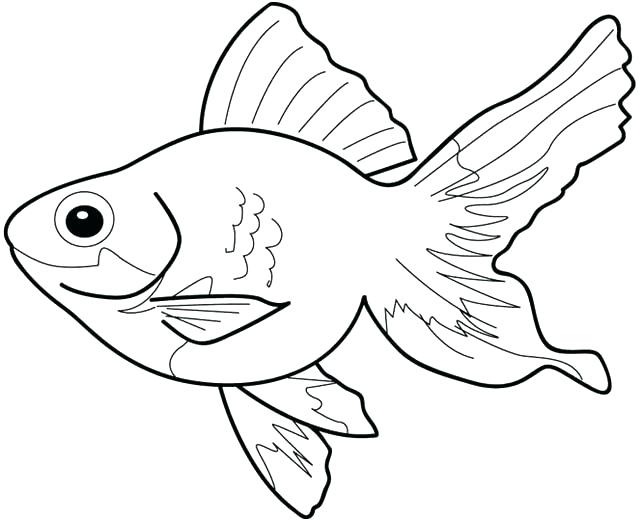 640x521 Betta Fish Coloring Pages Fish Coloring Page Fish Line Drawing