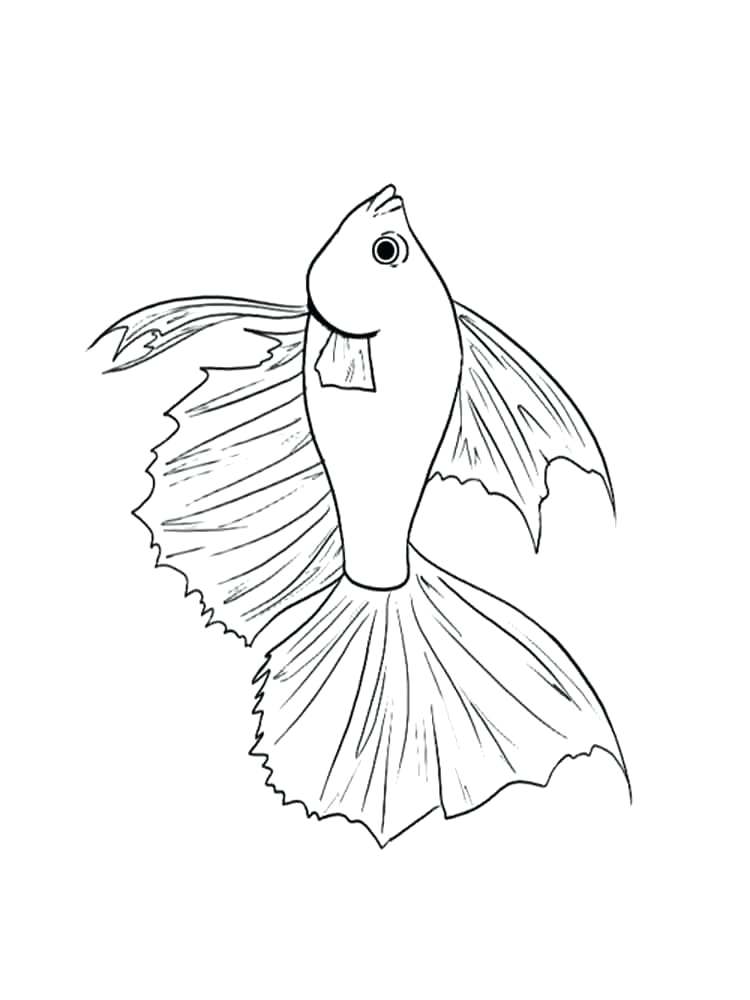 750x1000 Drawn Fish Betta Pencil And In Color