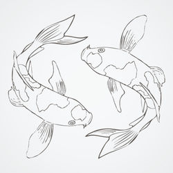 250x250 Koi Fish Sketch